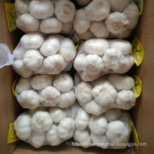 New Crop Top Quality Chinese Garlic